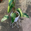 Philodendron Domesticum Variegated 9 Leaves image 4