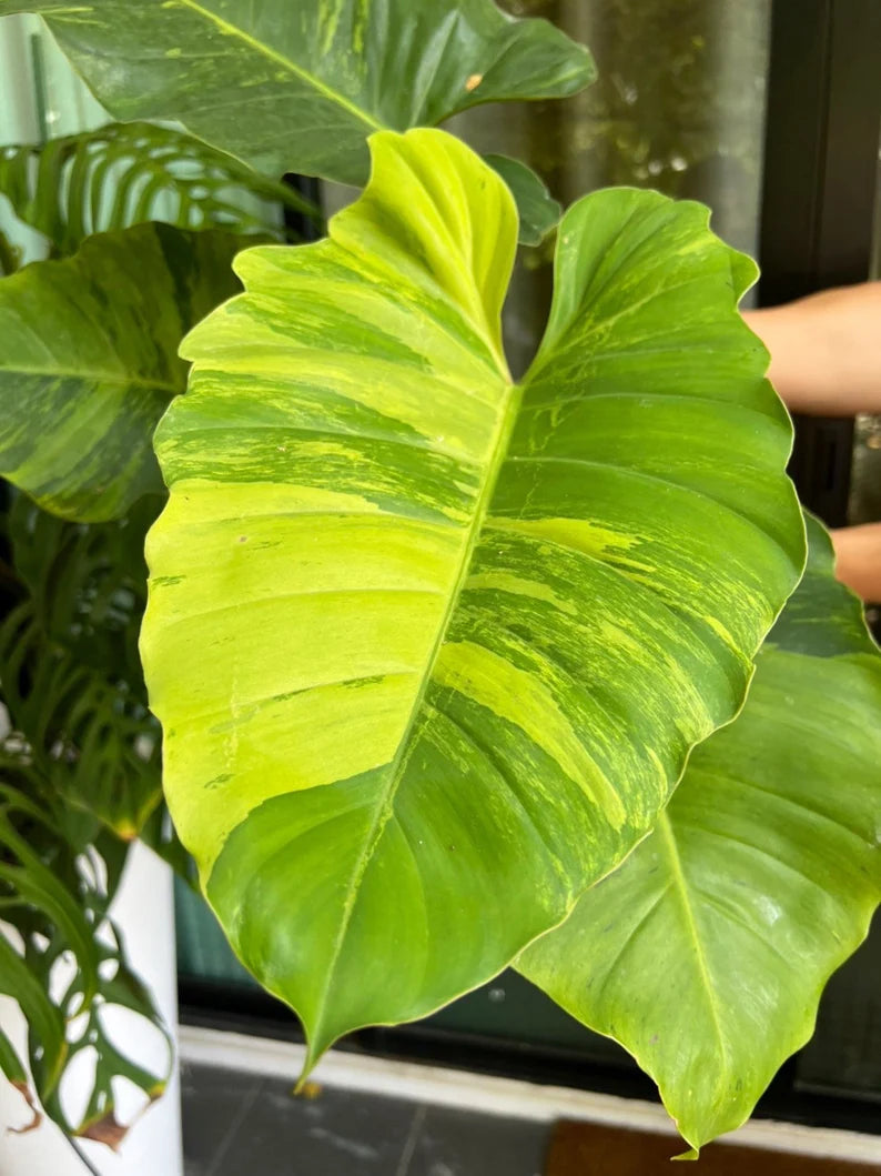 Philodendron Jungle Fever Variegated Fully Rooted Plant Big Size image 2