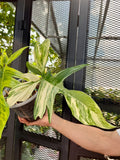 Philodendron Florida Beauty Variegated Fully Rooted Plant 4 big leaves image 2