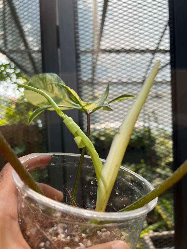 Philodendron Florida Beauty Variegated Fully Rooted Plant 3 leaves image 1