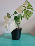 Highly variegated Monstera albo varigata image 8