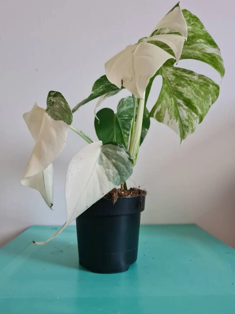 Highly variegated Monstera albo varigata image 8