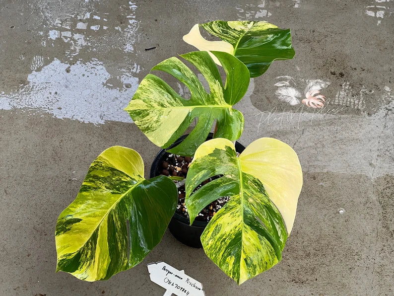 Rare monstera borsigiana aurea variegated image 0