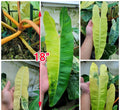 Premium Quality Variegated Billietiae - Extra RARE Collector Plant image 2