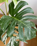 Monstera Albo Variegata 6 leaves image 6