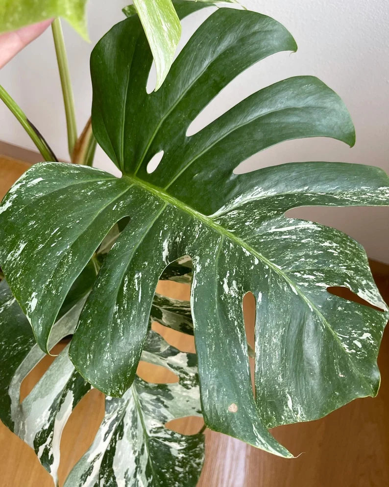 Monstera Albo Variegata 6 leaves image 6