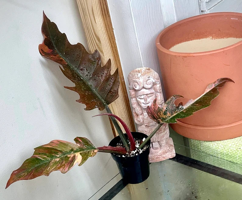 Highly Variegated Philodendron Caramel Marble rooted plant ( pic.2-9th), RARE#1 image 2