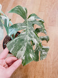 Very white: 4 Mature leafs + 1 in route - H40cm - Monstera Deliciosa variegated large form full rooted image 6