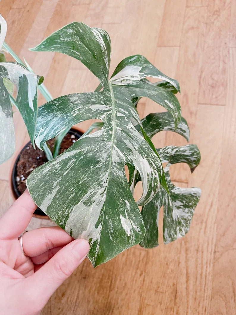 Very white: 4 Mature leafs + 1 in route - H40cm - Monstera Deliciosa variegated large form full rooted image 6