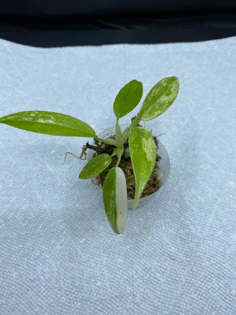 Philodendron Variegated Domesticum Babies. Fully Rooted. image 0