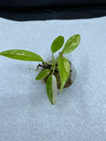 Philodendron Variegated Domesticum Babies. Fully Rooted. image 0