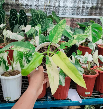 Philodendron Domesticum Variegated image 0