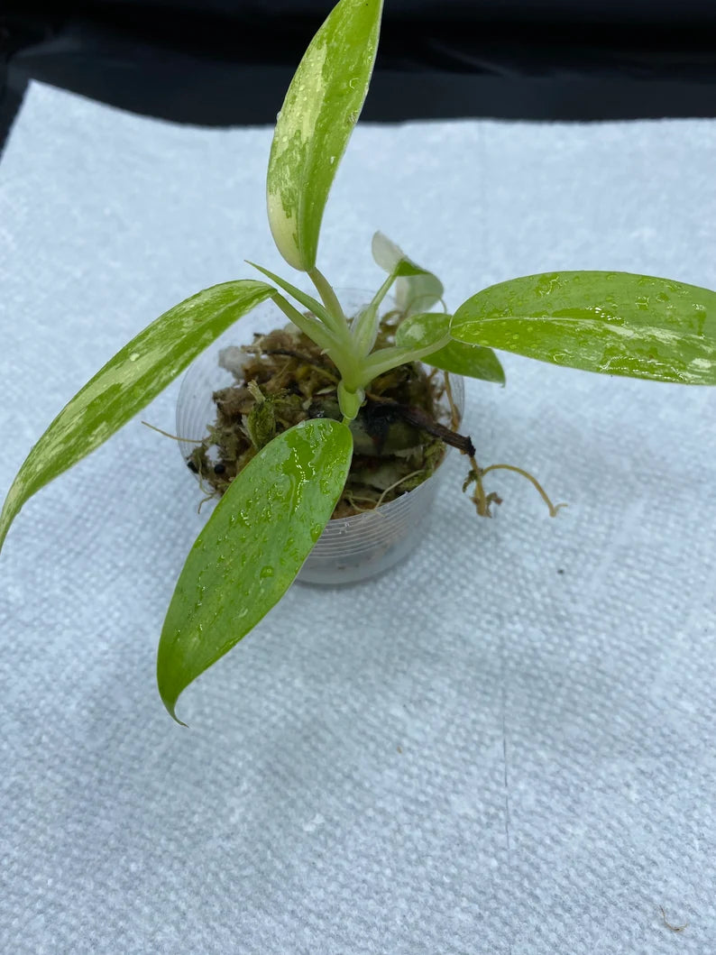 Philodendron Variegated Domesticum Babies. Fully Rooted. image 6