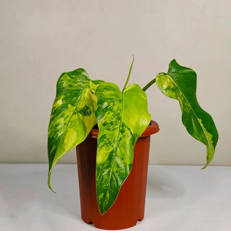 Philodendron Domesticum Variegated Rare image 1