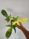 Philodendron Florida Beauty Variegated image 0