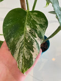 Monstera Albo FULL PLANT image 2