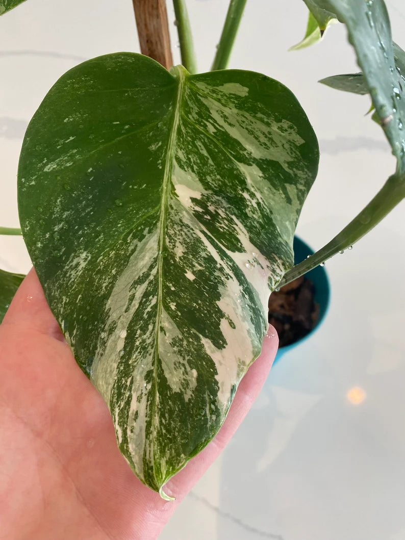 Monstera Albo FULL PLANT image 2