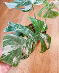 Very white: 4 Mature leafs + 1 in route - H40cm - Monstera Deliciosa variegated large form full rooted image 1