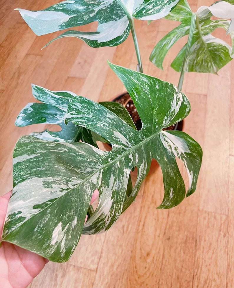 Very white: 4 Mature leafs + 1 in route - H40cm - Monstera Deliciosa variegated large form full rooted image 1