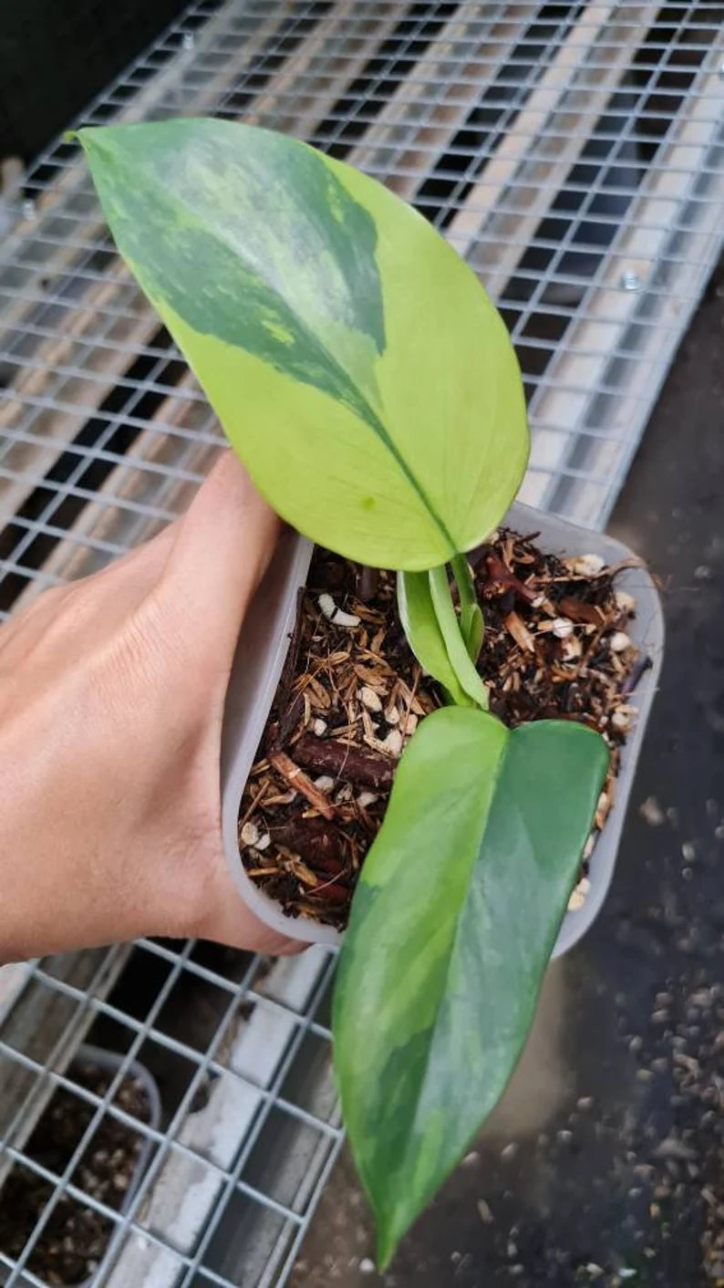 Philodendron bipennifolium Variegated / violin Variegated image 2