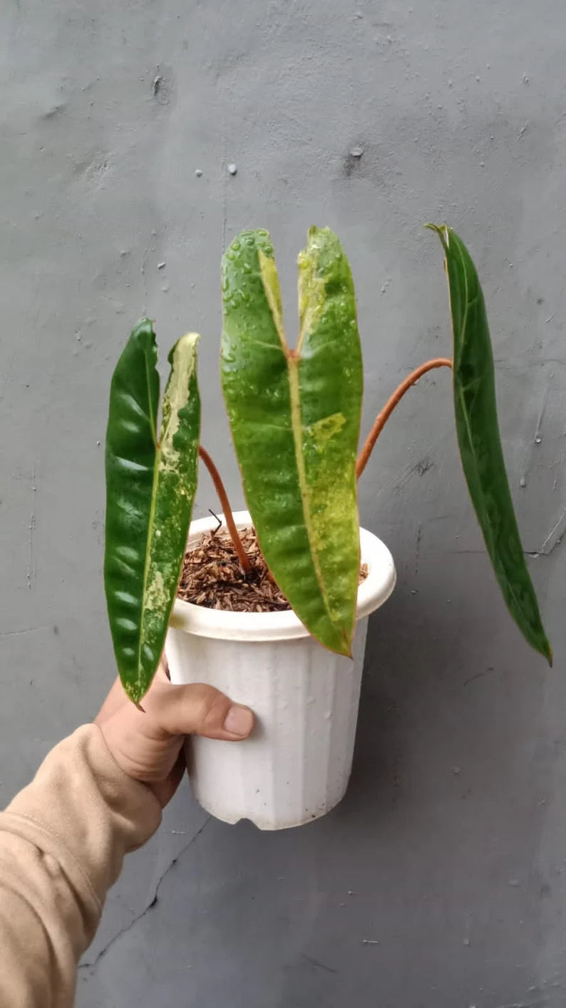 Philodendron Billietiae Variegated image 0