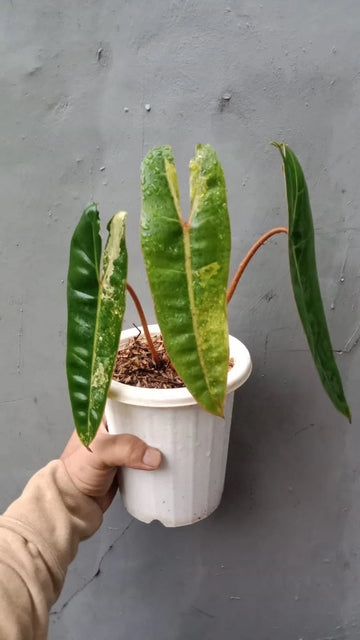 Philodendron Billietiae Variegated image 0