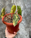 Philodendron Billietiae Variegated — Live Plant image 4