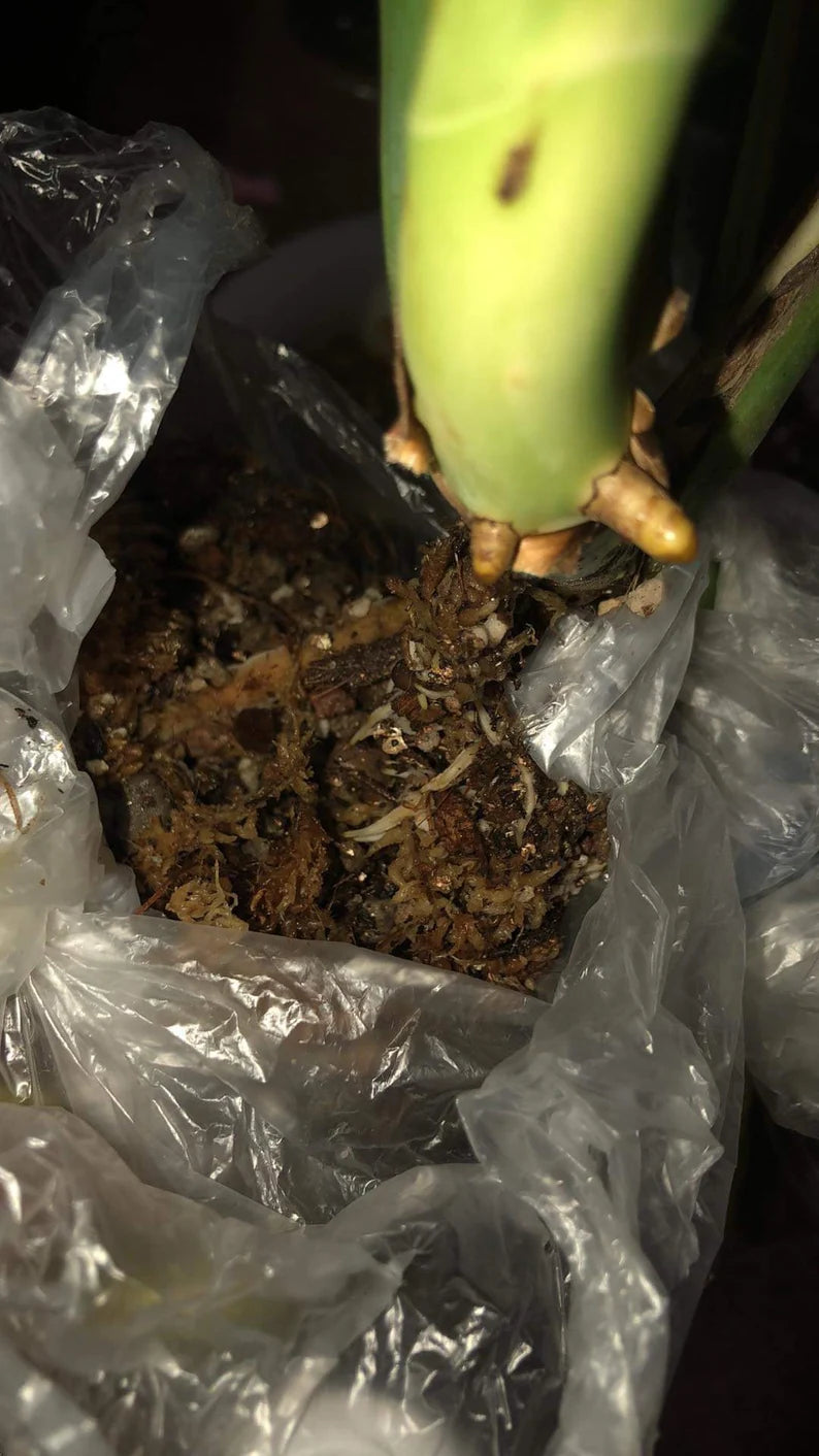 Monstera AUREA Variegated Borsigiana Live Plant Fully Rooted image 1