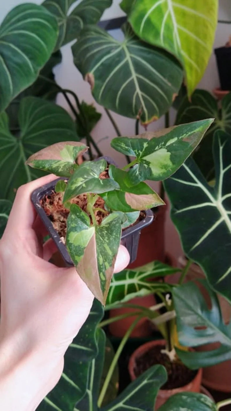 Syngonium red spot tricolor baby plant n.2 image 0