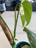 Monstera Albo FULL PLANT image 6
