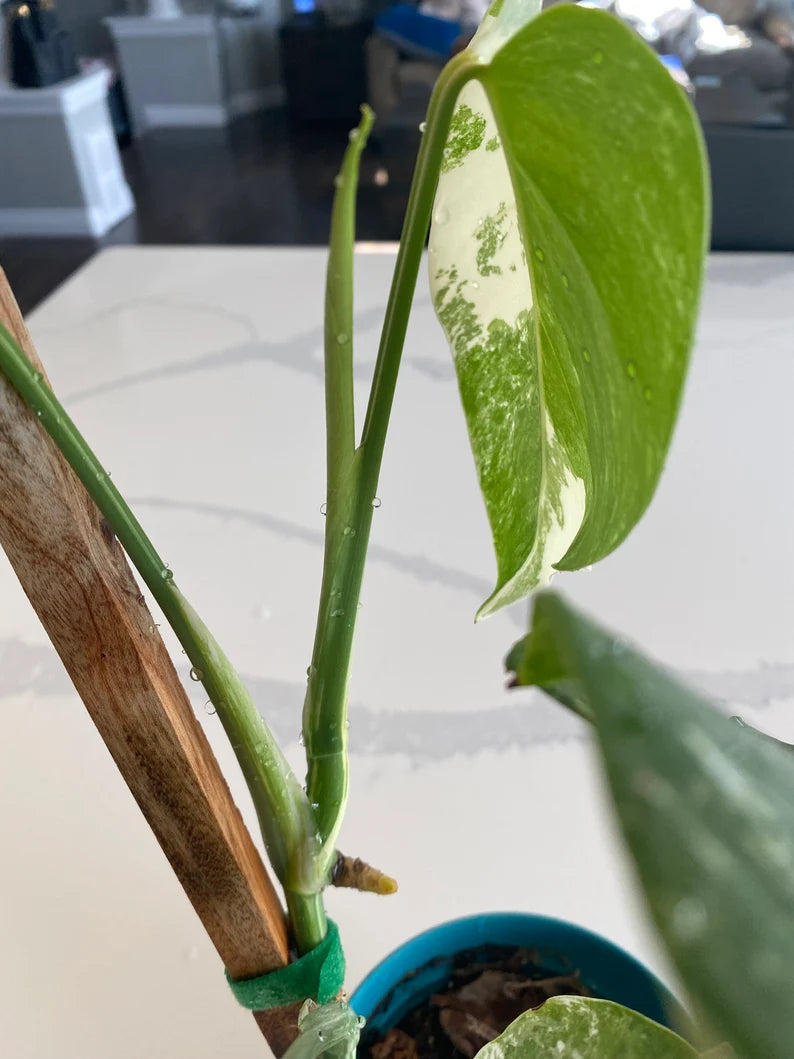 Monstera Albo FULL PLANT image 6